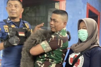 BBKSDA Jabar evakuasi Owa Jawa gigit siswa di Bandung Barat