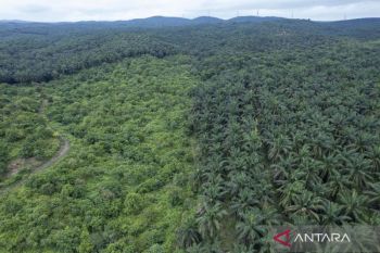 Alif fungsi hutan produksi konversi di Jambi