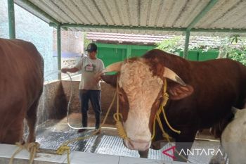 Presiden Prabowo beli sapi kurban dengan bobot 1,05 ton dari peternak Bantul