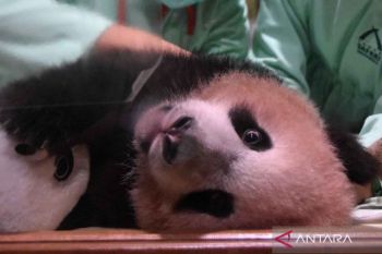 Kebun binatang TSI Cisarua rawat bayi panda hasil pengembangbiakan