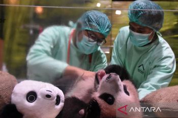 Tumbuh pesat! Bayi Panda Satrio capai berat 11,5 kilogram, begini hasil pemeriksaan medis terbarunya di Istana Panda