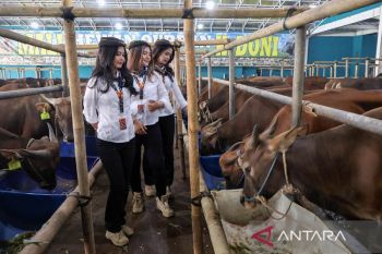 Trik unik mal hewan kurban Depok: Gandeng SPG Pramugari demi dongkrak penjualan Idul Adha