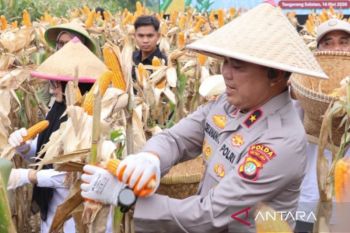 Panen jagung di Cisauk, Polda Metro Jaya dukung ketahanan pangan