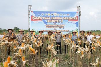 Pemprov Jateng: Produksi padi capai 4,16 juta ton GKG