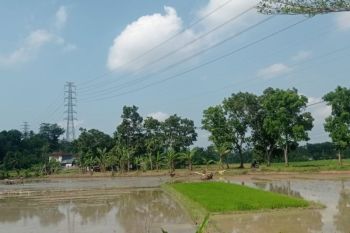 Percepatan tanam guna jaga produksi pangan dan ekonomi petani
