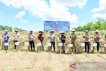Polda Kalsel estimasi panen jagung 100 ton dari 25 hektare lahan ketahanan pangan