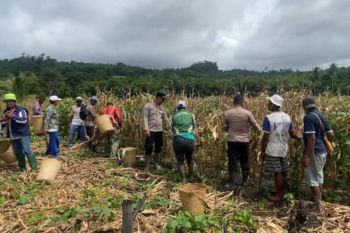 Polres Tanimbar dan petani panen jagung hibrida 5 hektare