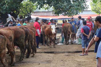 Permintaan sapi kurban di Ponorogo meningkat jelang Idul Adha