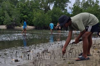 Pemuda Oncone Raya tanam 2.600 mangrove untuk mitigasi bencana pesisir