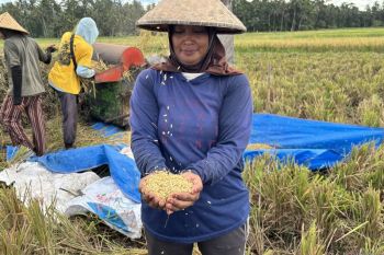 Menjaga semangat petani Tabanan dari godaan geliat pariwisata