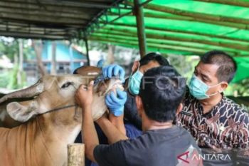 DKI gencarkan edukasi penanganan hewan kurban yang higienis