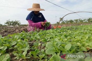Ringankan biaya, Pemkab Pamekasan bantu petani tembakau pupuk non-subsidi