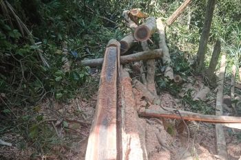 Tebang 23 pohon di kawasan konservasi, dua warga Kolaka jadi tersangka