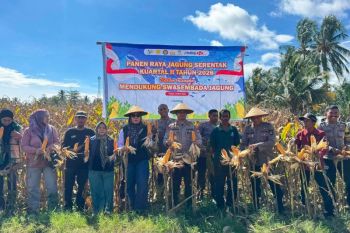 Polres-Donggala libatkan pemda panen 8 ton jagung di Labuan Toposo