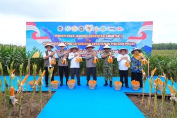 Bulog Sumut tingkatkan serap  jagung pipil binaan Polda