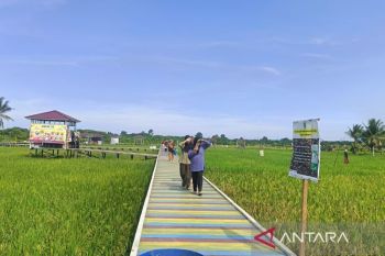 Pemprov Kaltim pacu luas tambah tanam padi demi swasembada berkelanjutan