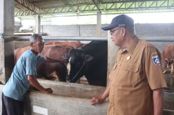 Distan Lombok Tengah mengecek kesehatan sapi kurban dari Presiden