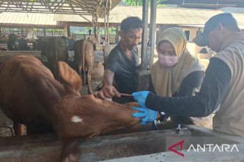 DKPP Serang masifkan pemeriksaan hewan kurban di 29 kecamatan