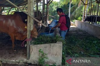 Bangka Barat pastikan stok ternak kurban mencukupi