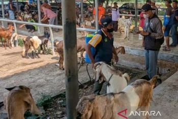 DKPP Madiun siapkan tim pemeriksa kesehatan hewan kurban