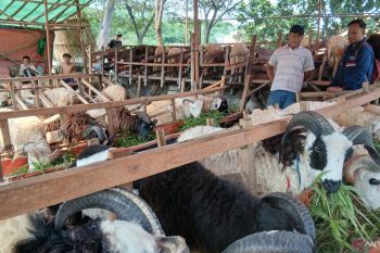 Pemkab Tangerang larang buka lapak hewan kurban di fasilitas umum