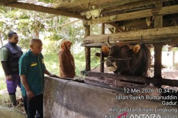 Sapi kurban Presiden di Padang Pariaman dibeli dari peternak lokal