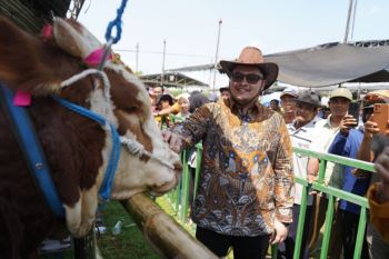 Pemkab Kediri sebut populasi sapi melimpah dukung ketahanan pangan