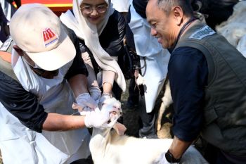 Petugas di Banyuwangi mulai periksa kesehatan hewan kurban