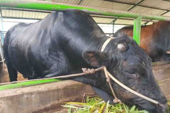Pangkalpinang terima sapi kurban Presiden seberat 869 kilogram