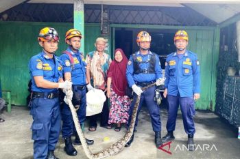 BPBD Aceh Barat evakuasi ular piton dari kandang ayam di rumah warga