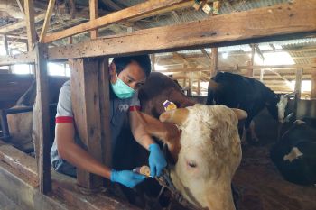 Presiden juga beli sapi kurban seberat 1,05 ton dari Bandung Barat