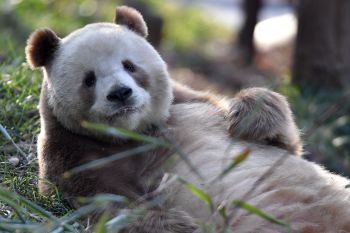 Qi Zai, panda cokelat langka dari Pegunungan Qinling