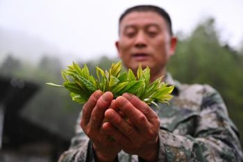 Kisah petani teh di China yang bantu jaga kekayaan ekologis