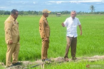 Pemkab Penajam dan UGM uji coba tanam padi varietas unggul di Desa Sidorejo