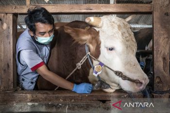 Sapi kurban bantuan Presiden di Bandung Barat