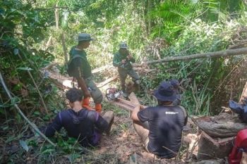 Gakkum Kemenhut tetapkan dua tersangka pembalakan liar di TWA Mangolo