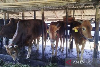 Distan Kobar kerahkan 89 petugas periksa hewan kurban di 381 lokasi