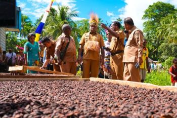Pemprov Papua sediakan bibit kakao berkualitas bagi petani di Yapen