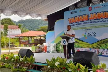 Bone Bolango tingkatkan produktivitas jagung melalui agrosolusi
