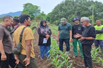 Jaga kemurnian genetik, Kementan seleksi benih jagung komposit
