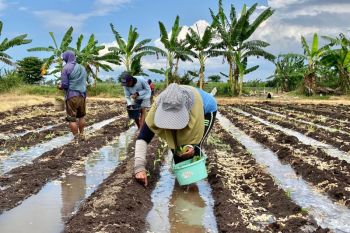 Rutan Situbondo ajak warga binaan tanam puluhan ribu bibit tembakau