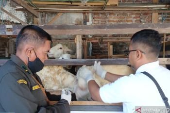 Disnakkan Situbondo periksa kesehatan hewan kurban asal luar daerah