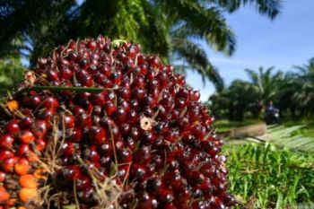 Harga TBS kelapa sawit petani swadaya di Riau naik tipis jadi Rp3.857,14 per kg, plasma turun