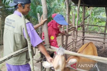Pemkot Bengkulu cegah penyebaran PMK jelang Idul Adha