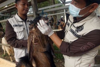 Pemeriksaan hewan kurban di Pasar Hewan Tulungagung