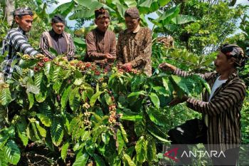 Produksi kopi Temanggung alami penurunan 40--60 persen akibat cuaca ekstrem