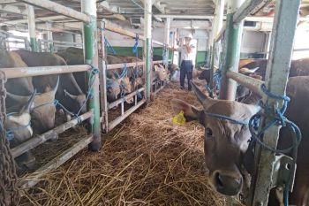 Indonesia tightens livestock monitoring before Eid al-Adha