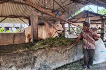 Pendapatan royalty pencipta dangdut capai Rp3,2 miliar