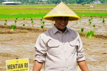 Govt tightens rice oversight to safeguard food security