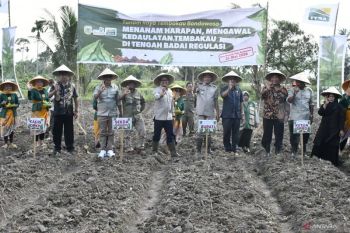 Pemkab Bondowoso pastikan lindungi petani tembakau